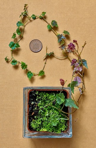 Begonia maurandiae miniature - maurandiae,