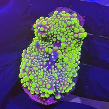 A GRADE YUMA MUSHROOM ULTRA SPECIALS SOFT CORAL MIXED YUMA MUSHROOMS