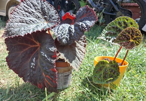 Begonias plants bundle two - begonias,