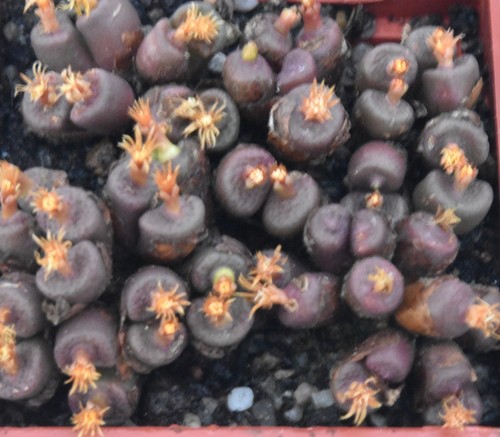 Conophytum armianum 1560 - conophytum,