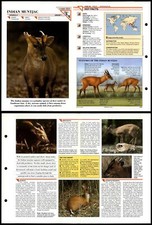 Indian Muntjac #253 Mammals Wildlife Fact File Fold-Out Card