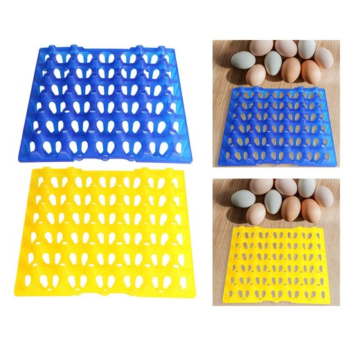 Cell egg storage - egg, for