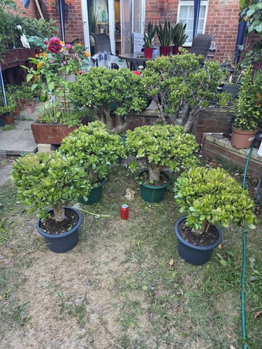 Large jade money plant - large,