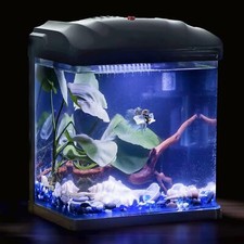 TERRARIUM Glass Betta Fish