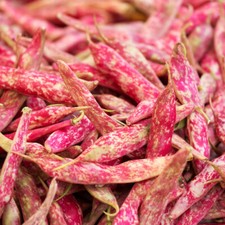 15 Dwarf Borlotto Bean -