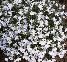  Lobelia Fountain White