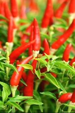 Piri Piri Red Chilli Chili Hot Pepper Seeds  Rare UK SELLER