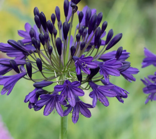 Agapanthus royal velvet - agapanthus, velvet’