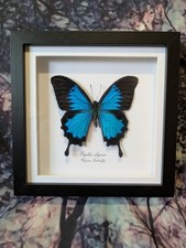 Ulysses Butterfly (Papilio ulysses) Entomology shadow box frame Taxidermy