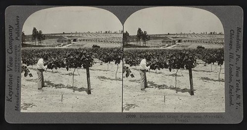 Photo experimental grape - photo:experimental,