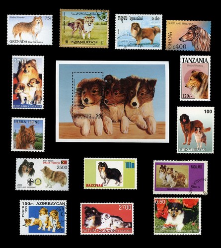Shetland sheepdog sheltie dog - shetland,