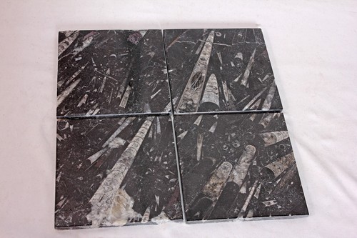 Orthoceras fossil tiles - fossil,