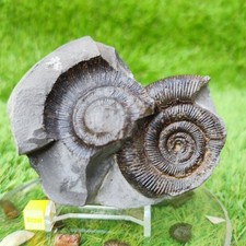 Ammonite fossil & negative