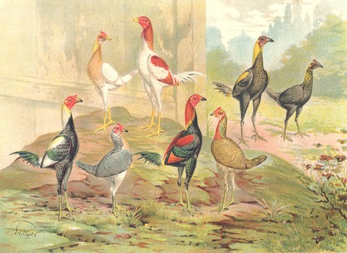 Birds cockfighting - birds.,