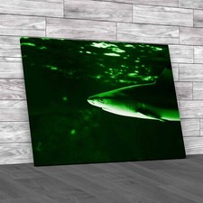 Tropical Sea Fish Lone Shark