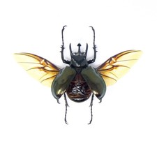 Sulawesi Atlas Beetles