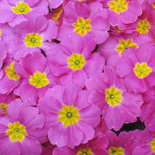 Primrose Pink | Lovely Garden