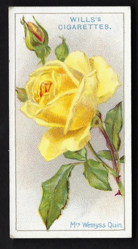 Wills roses 42 mrs - -, (1-50)