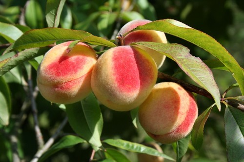 Prunus persica peach - ,