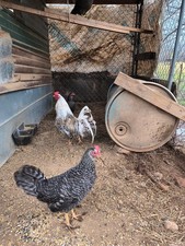 6 D Pure Hatching Eggs