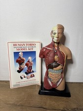 Edu-Toys Human Torso