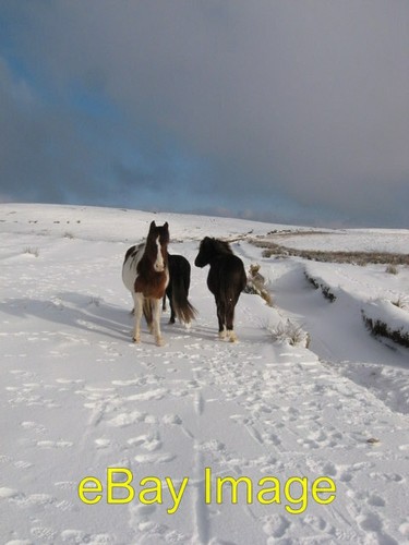Photo 6x4 wild - , c2010