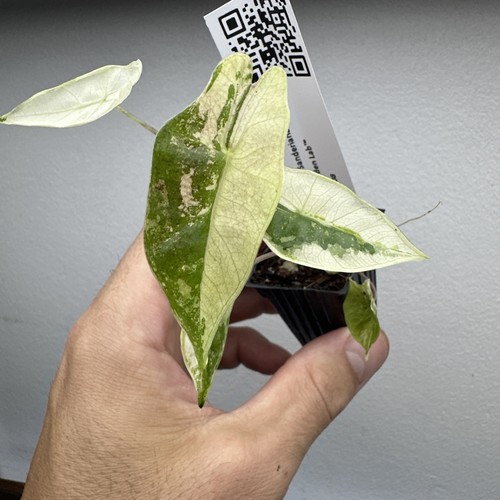Alocasia pseudo sanderiana - alocasia,