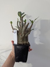 Adenium Arabicum Black Skin