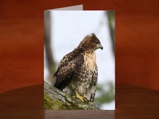 Red-tailed Hawk, USFWS - A5 Greeting Card