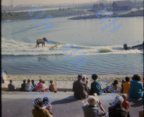 1969 35mm slide elephant - 1969,