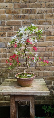 Satsuki azalea bonsai tree - azalea,