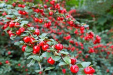 5x Cotoneaster suecicus Coral