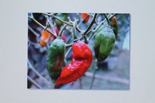 5 Seeds Bhut Jolokia, Chili