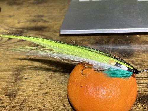 Sea trout salmon - salmon,