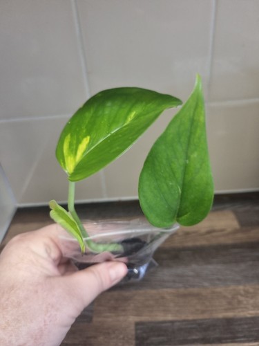 Golden pothos trailing - golden, vine