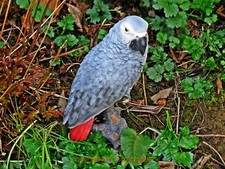 LARGE SIZE AFRICAN GREY PARROT. Superb Home or Garden Ornament. Very Realistic