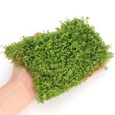 Micranthemum monte carlo Live Aquarium Plants Tropical Aquascaping Tank K2AQUA