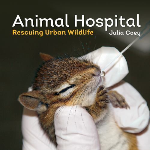 Animal hospital rescuing - hospital:,