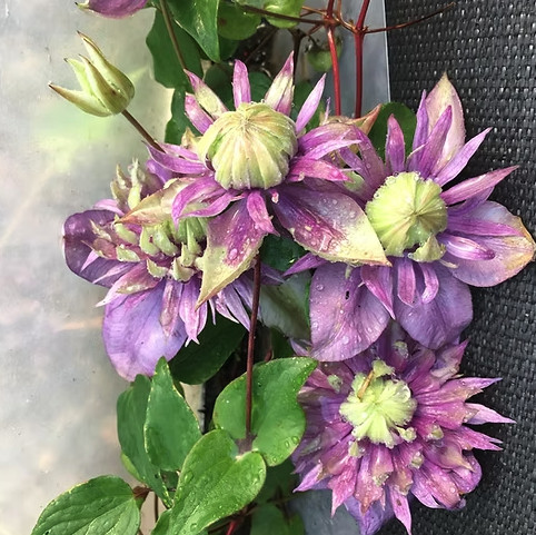 Clematis florida taiga - clematis,