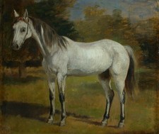 Study of a White Horse -