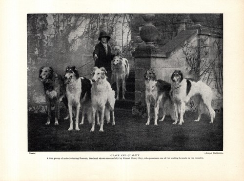 1930s antique borzoi print - antique,