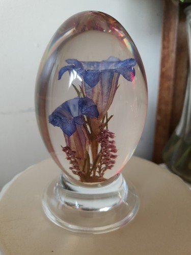 Beautiful hippocampus - beautiful,