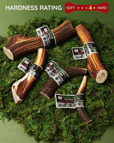 Deer antler dog chew - deer,