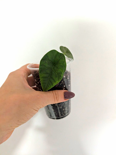 Damaged alocasia melo - damaged,