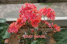 PHOTO  LEWISIA COTYLEDON