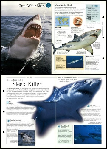 Great white shark fish - shark,