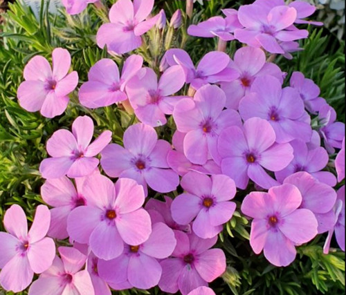 Alpine phlox subulata plant - alpine,