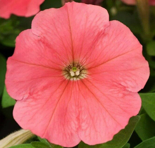 Salmon coral petunia - salmon,