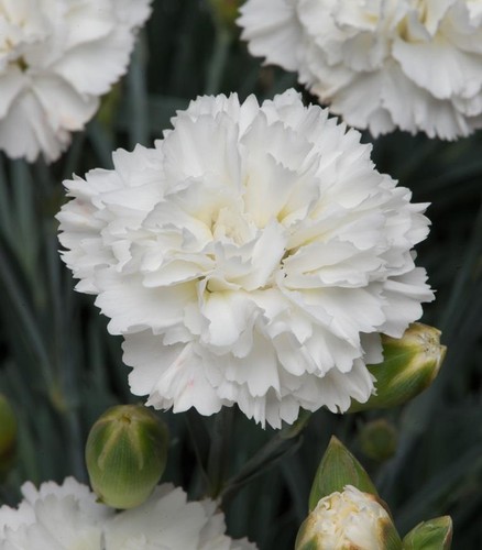 Dianthus scent firstâ - dianthus, firstÂ®