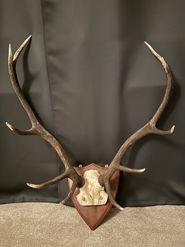 Large vintage red - deer, stag